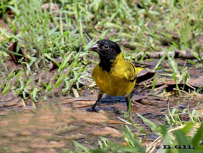 CABECITANEGRA (Spinus magellanicus) - Parque Lecocq-MONTEVIDEO (Enero 2012)